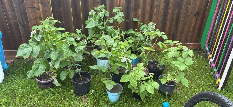 Raspberry Plants for Sale - photo 3