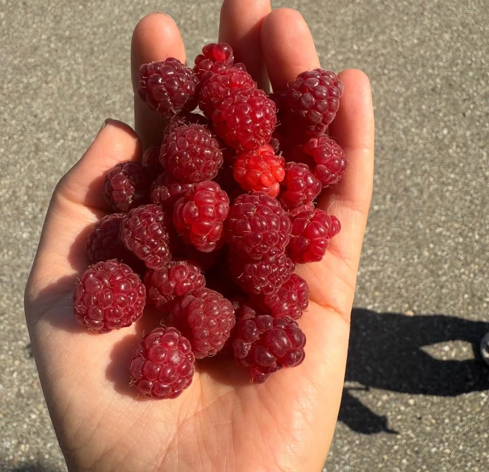 Raspberry Plants for Sale - photo 4