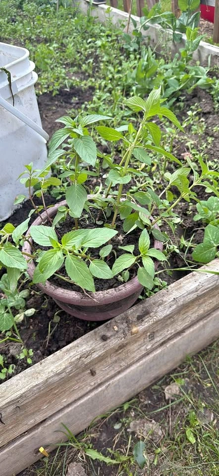 Peppermint mint herb plant