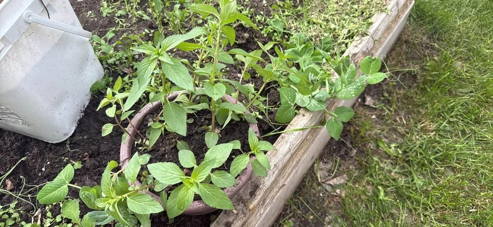 Peppermint mint herb plant - photo 2