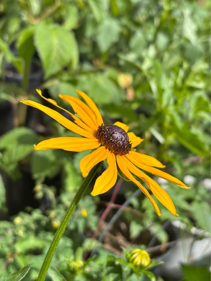 Black-Eyed Susan Potted Plant