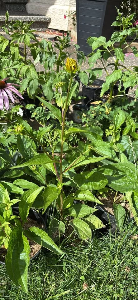 Black-Eyed Susan Potted Plant - photo 2