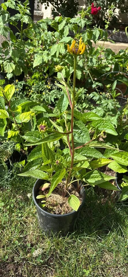 Black-Eyed Susan Potted Plant - photo 3