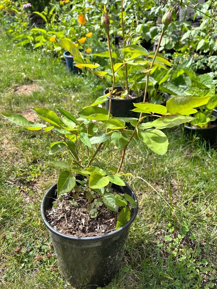 Rose Plant with Buds (Queen Elizabeth)