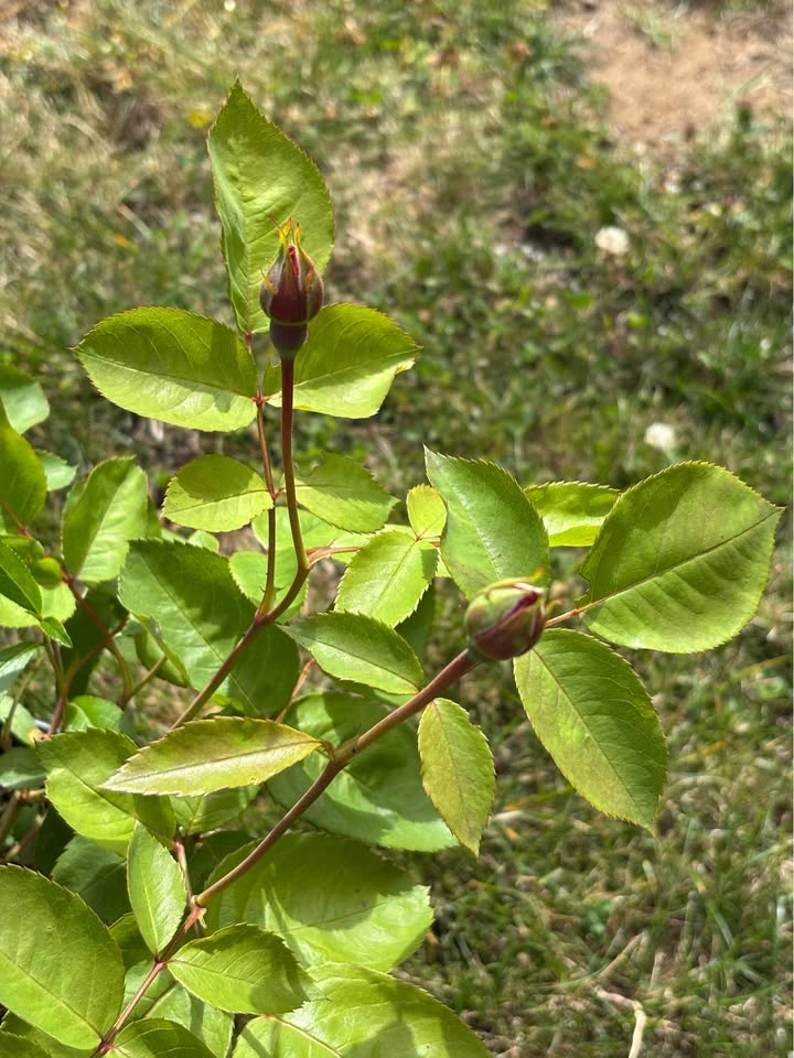 Rose Plant with Buds (Queen Elizabeth) - photo 2