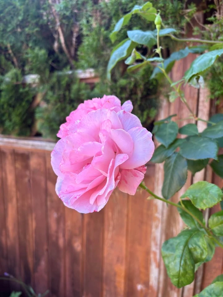 Rose Plant with Buds (Queen Elizabeth) - photo 3