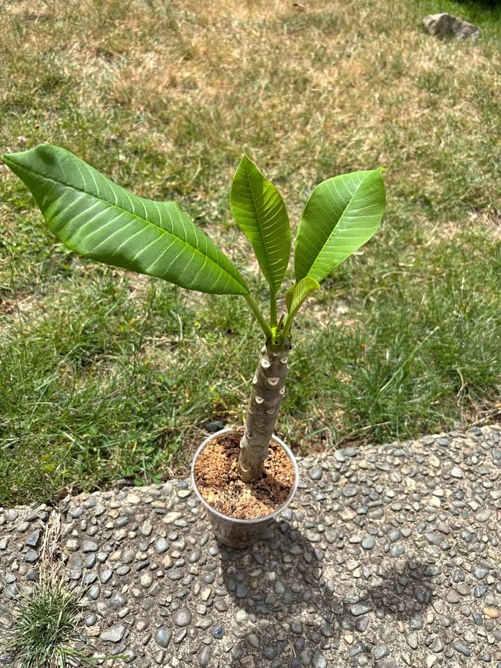 Rooted Plumeria Plant