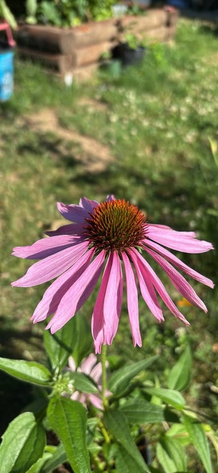 Purple Coneflower Potted Plant