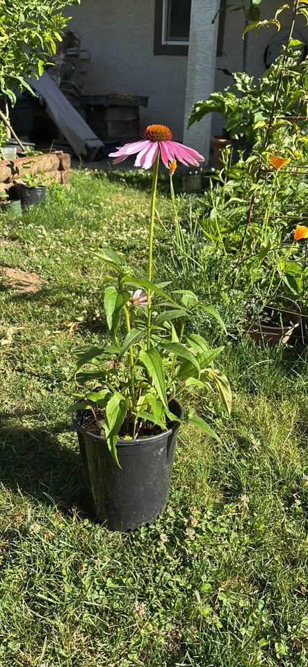 Purple Coneflower Potted Plant - photo 2