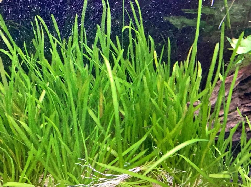 Vallisneria (aquarium plant)