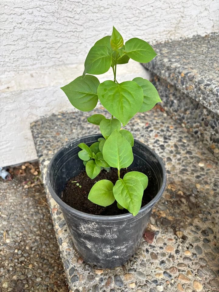 Lilac plant