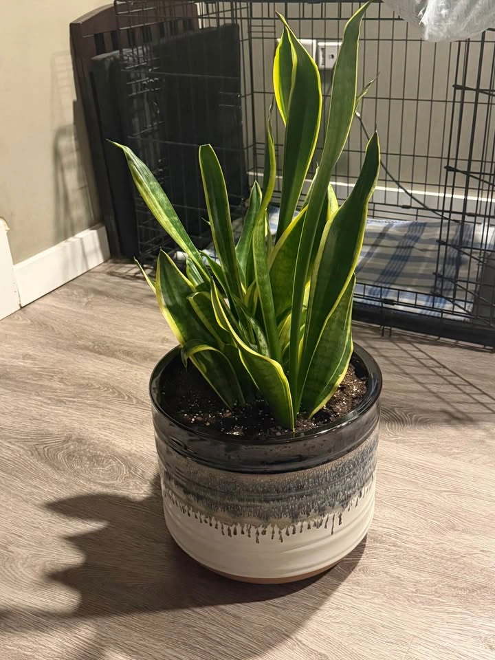 12” Planter (Plant NOT included) - photo 2