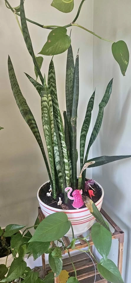 Snake Plant in Ceramic Pot
