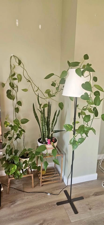 2 Pothos plants with pots