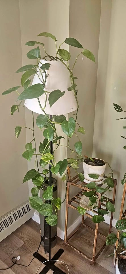 Golden Pothos in White Ceramic Pot