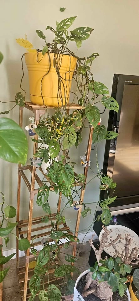 Monstera Adansonii Swiss Cheese Plant in Yellow Pot