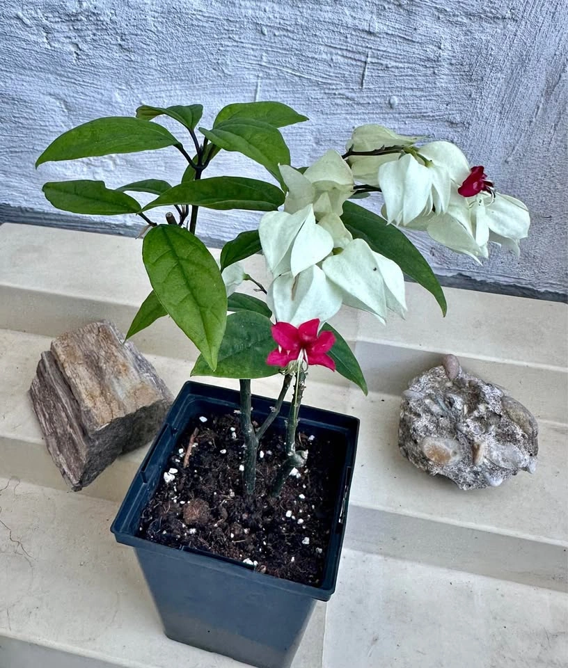Beautiful Bleeding Heart Vine Plant (Clerodendrum thomsoniae)