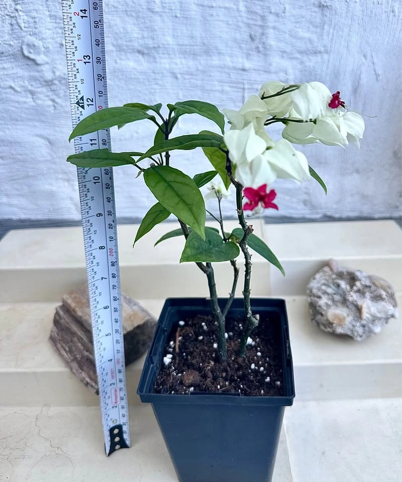 Beautiful Bleeding Heart Vine Plant (Clerodendrum thomsoniae) - photo 2