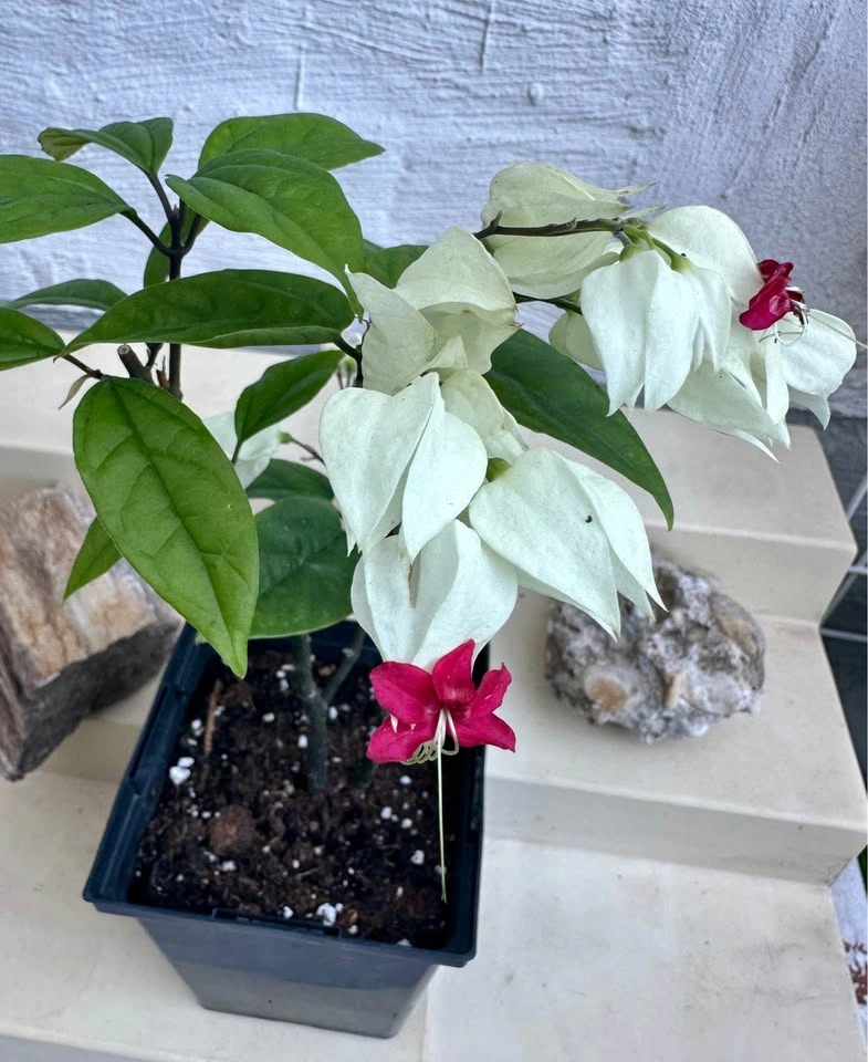 Beautiful Bleeding Heart Vine Plant (Clerodendrum thomsoniae) - photo 4