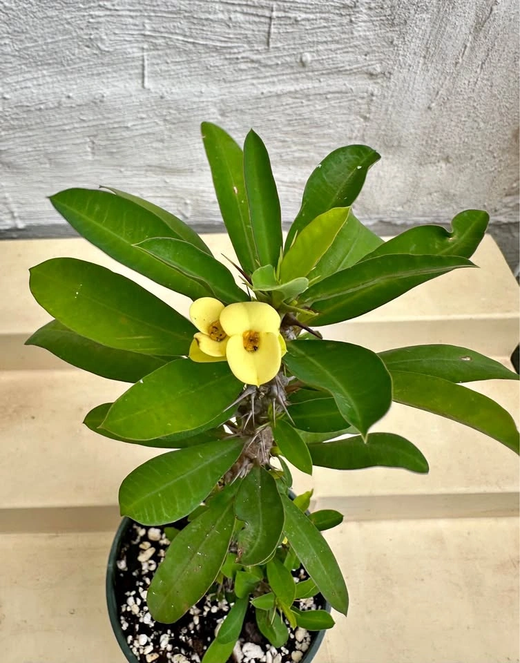 🌼Beautiful Crown Of Thorns Plant!