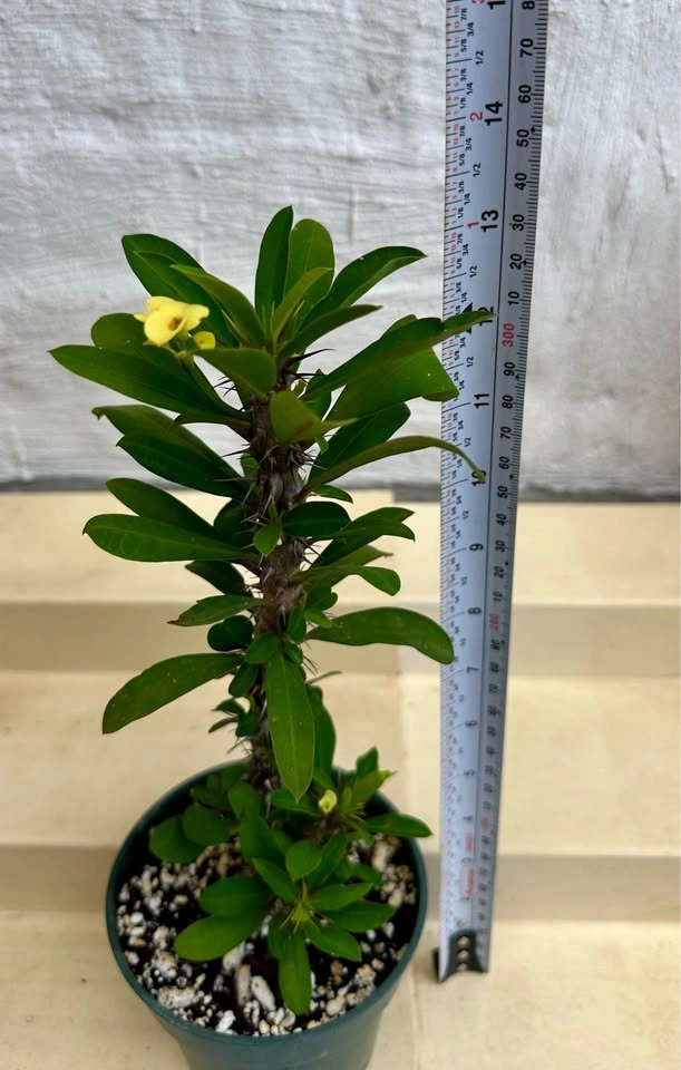 🌼Beautiful Crown Of Thorns Plant! - photo 2