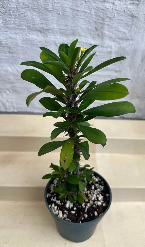 🌼Beautiful Crown Of Thorns Plant! - photo 3