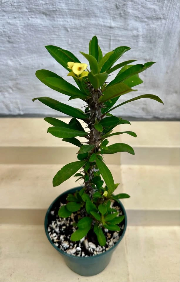 🌼Beautiful Crown Of Thorns Plant! - photo 4
