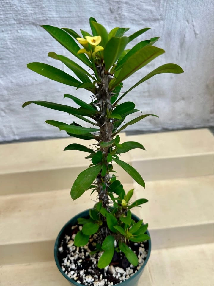 🌼Beautiful Crown Of Thorns Plant! - photo 5