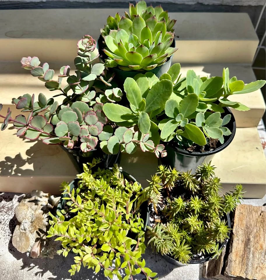 Beautiful Cold-Hardy Succulent Plants