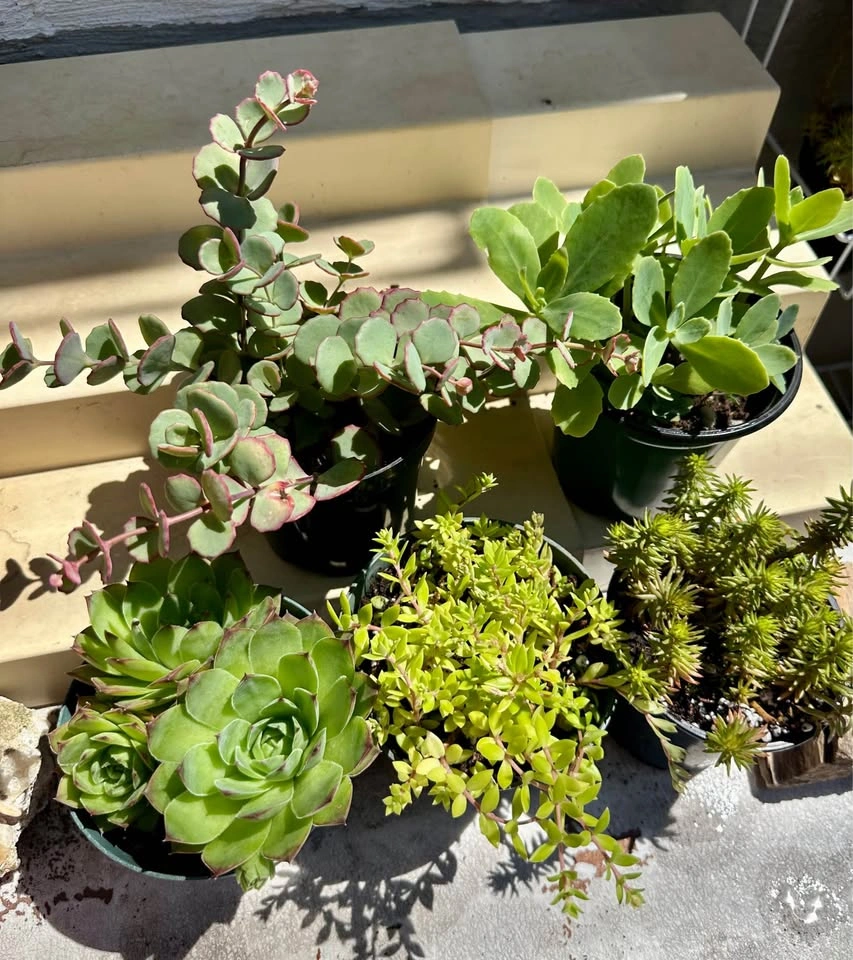 Beautiful Cold-Hardy Succulent Plants - photo 2