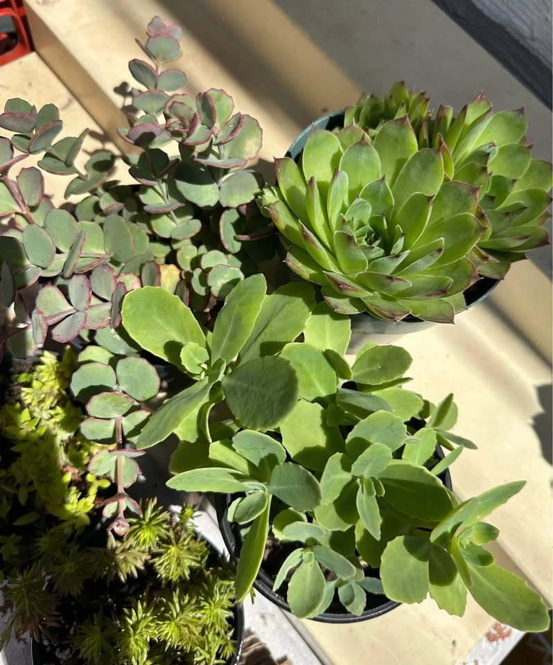 Beautiful Cold-Hardy Succulent Plants - photo 3