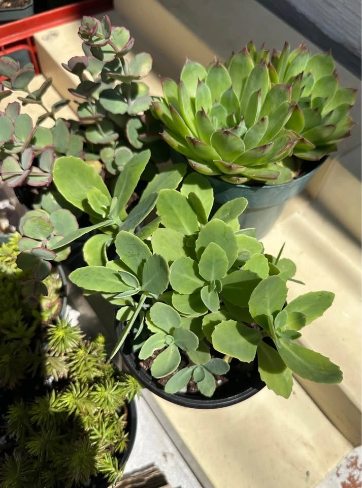 Beautiful Cold-Hardy Succulent Plants - photo 4