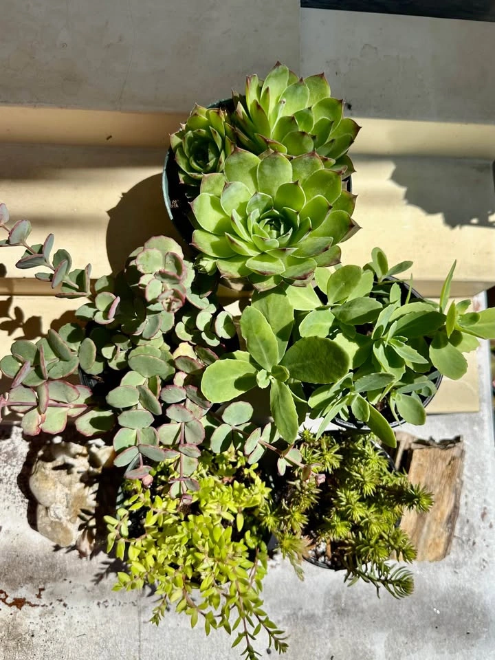 Beautiful Cold-Hardy Succulent Plants - photo 5