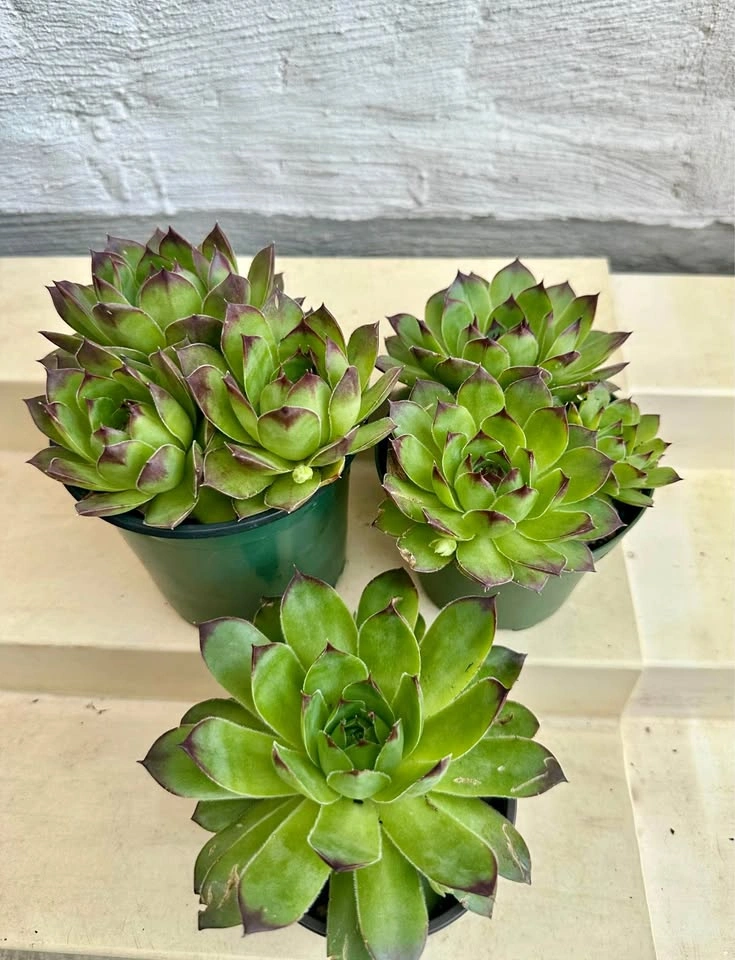 💚Beautiful Hens & Chicks Succulent Plants! Can stay outside year
