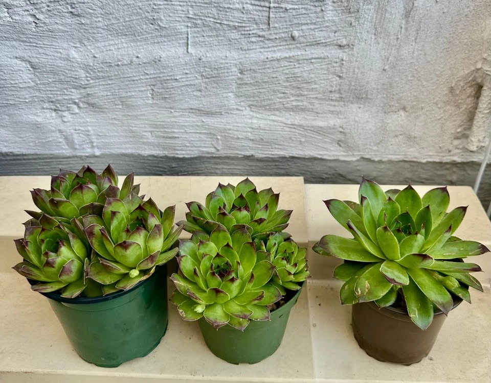 💚Beautiful Hens & Chicks Succulent Plants! Can stay outside year - photo 2
