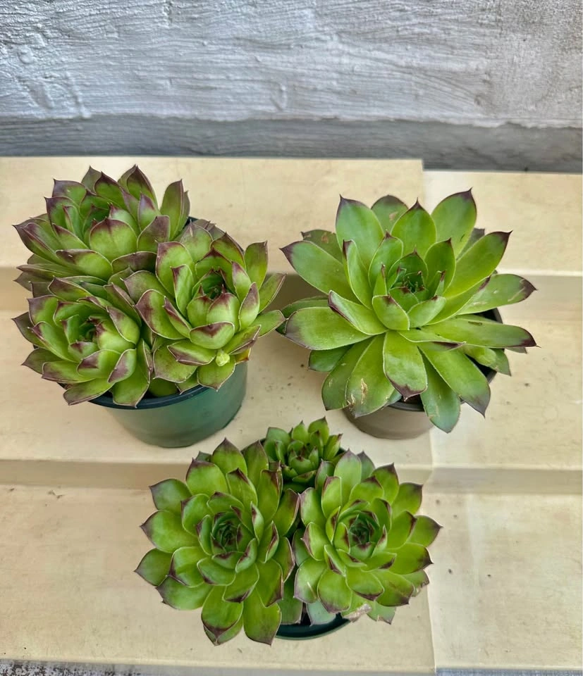 💚Beautiful Hens & Chicks Succulent Plants! Can stay outside year - photo 3