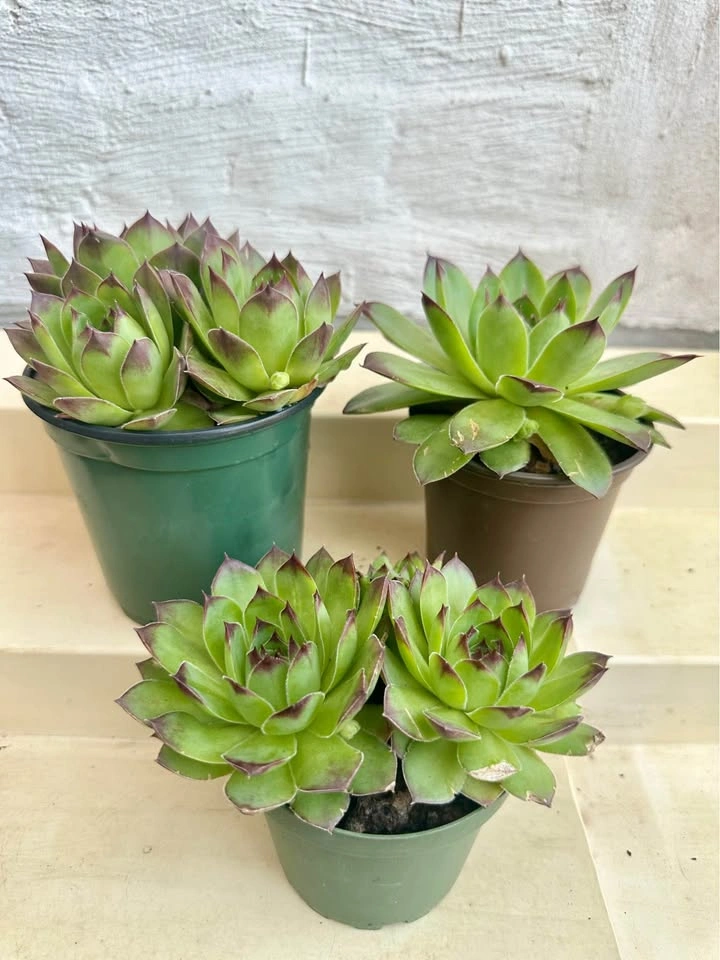 💚Beautiful Hens & Chicks Succulent Plants! Can stay outside year - photo 4
