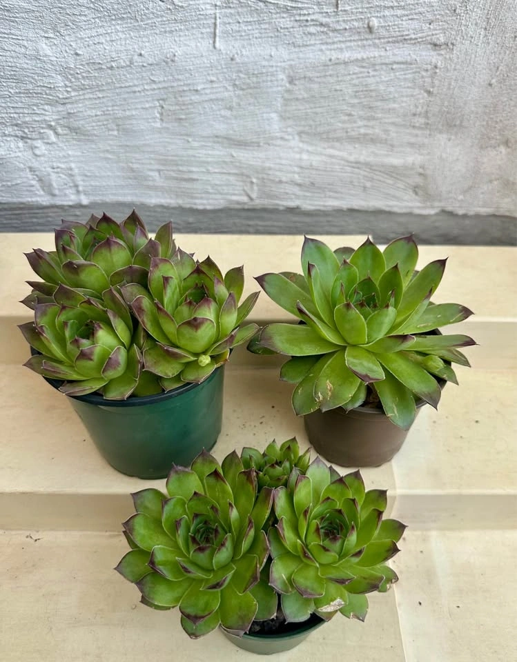 💚Beautiful Hens & Chicks Succulent Plants! Can stay outside year - photo 5