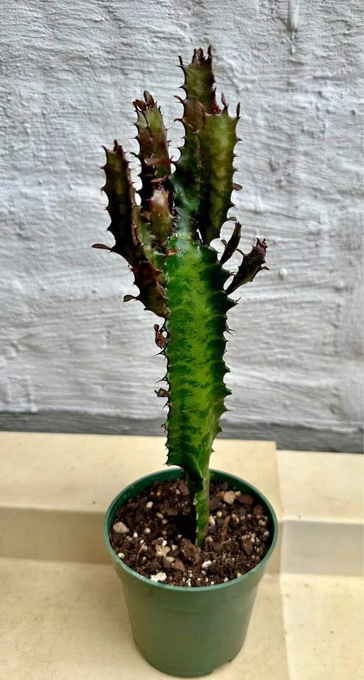 African Milk Tree (Euphorbia Trigona) Good Luck cactus