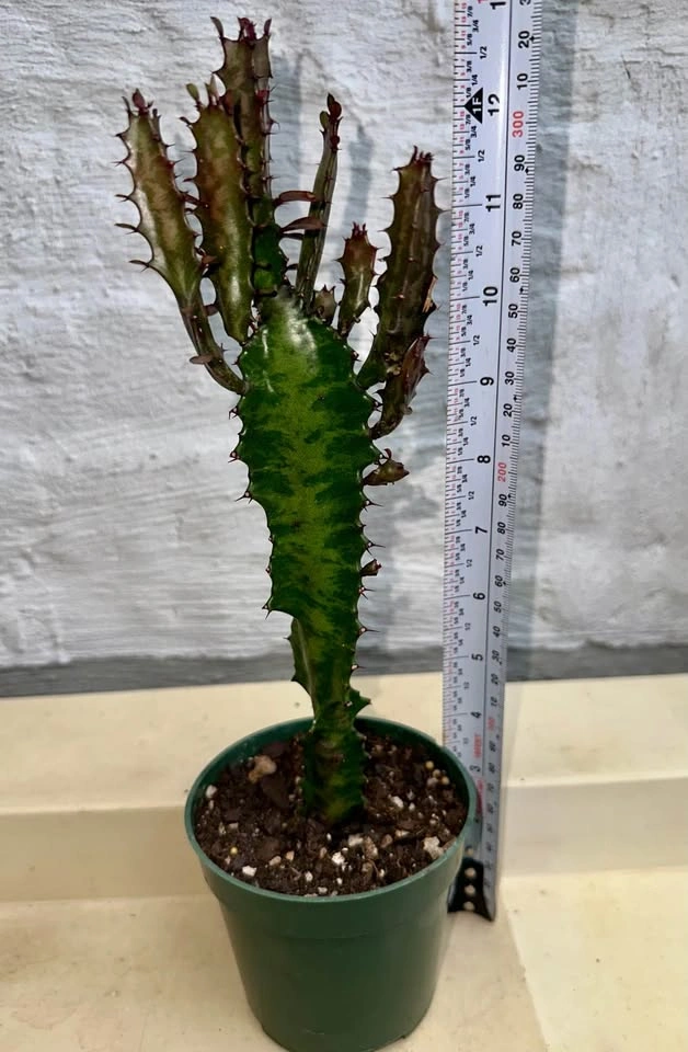African Milk Tree (Euphorbia Trigona) Good Luck cactus - photo 2
