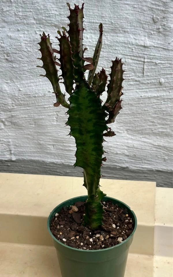 African Milk Tree (Euphorbia Trigona) Good Luck cactus - photo 3