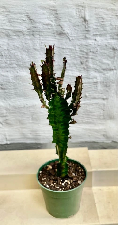 African Milk Tree (Euphorbia Trigona) Good Luck cactus - photo 4