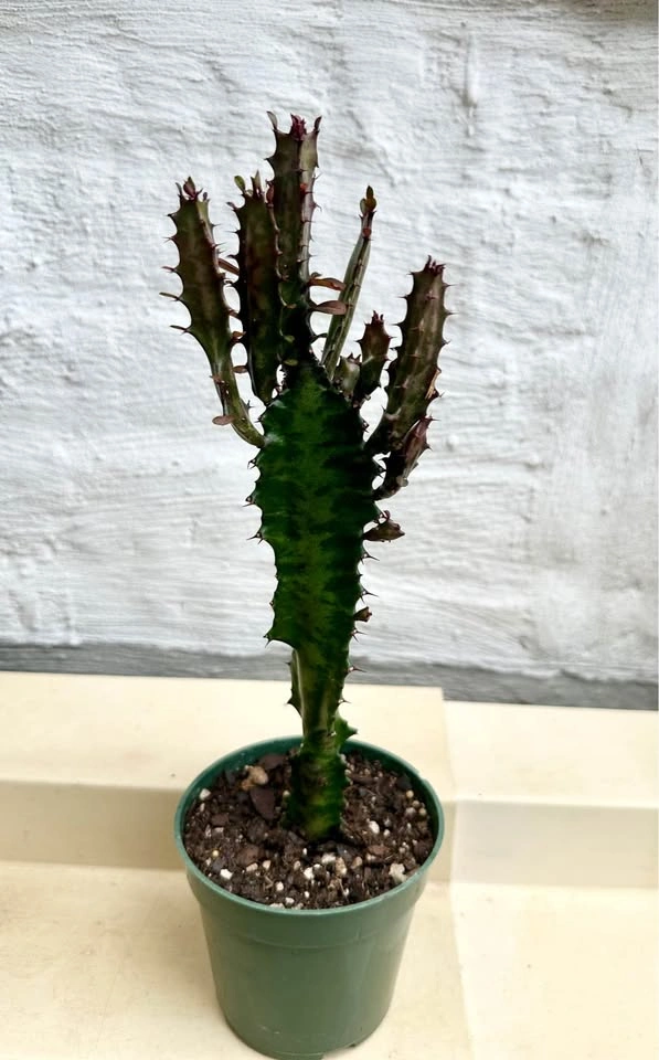 African Milk Tree (Euphorbia Trigona) Good Luck cactus - photo 5