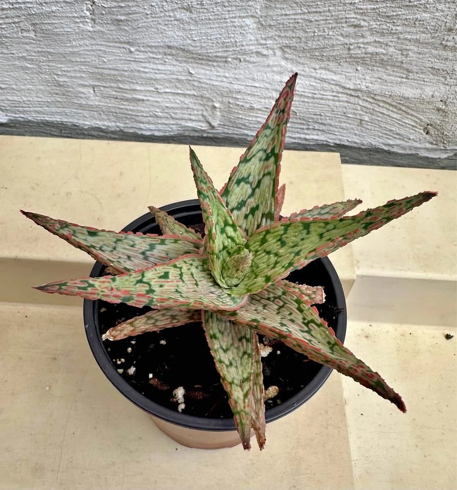 💚Aloe Hybrid Succulent Plant, 4” pot