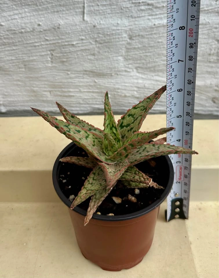 💚Aloe Hybrid Succulent Plant, 4” pot - photo 2