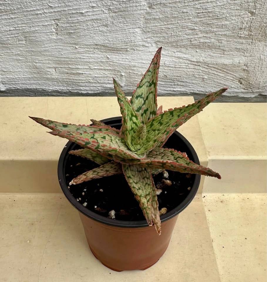 💚Aloe Hybrid Succulent Plant, 4” pot - photo 3