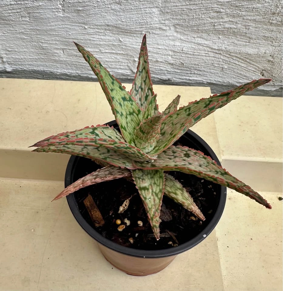💚Aloe Hybrid Succulent Plant, 4” pot - photo 4