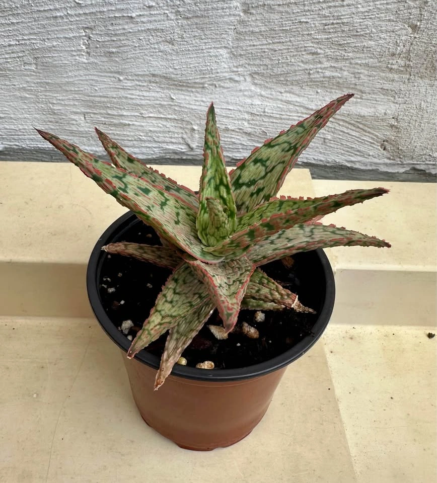 💚Aloe Hybrid Succulent Plant, 4” pot - photo 5