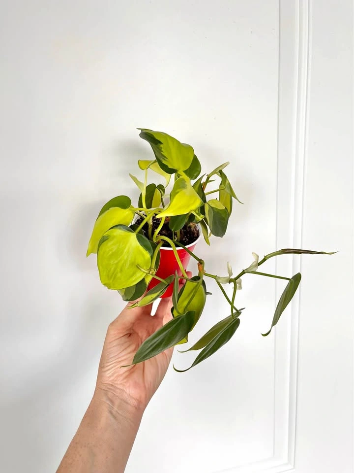 Philodendron Brazil trailing houseplant