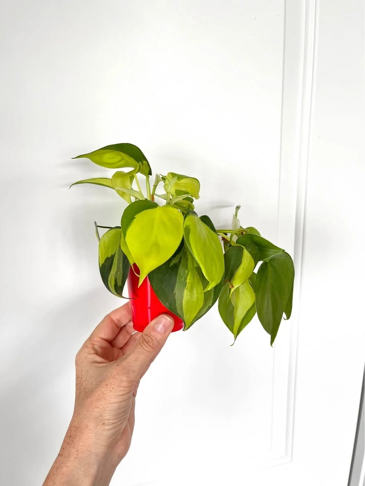 Philodendron Brazil trailing houseplant - photo 2